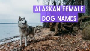 Alaskan Female Dog Names