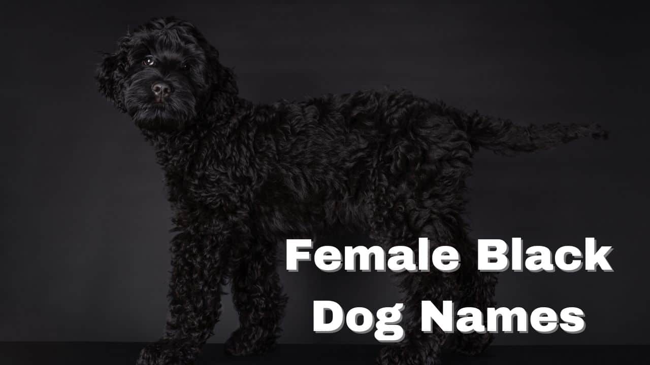 Female Black Dog Names