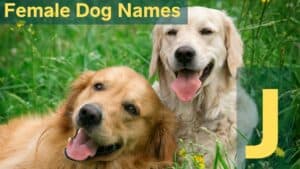 Female Dog Names That Start With J