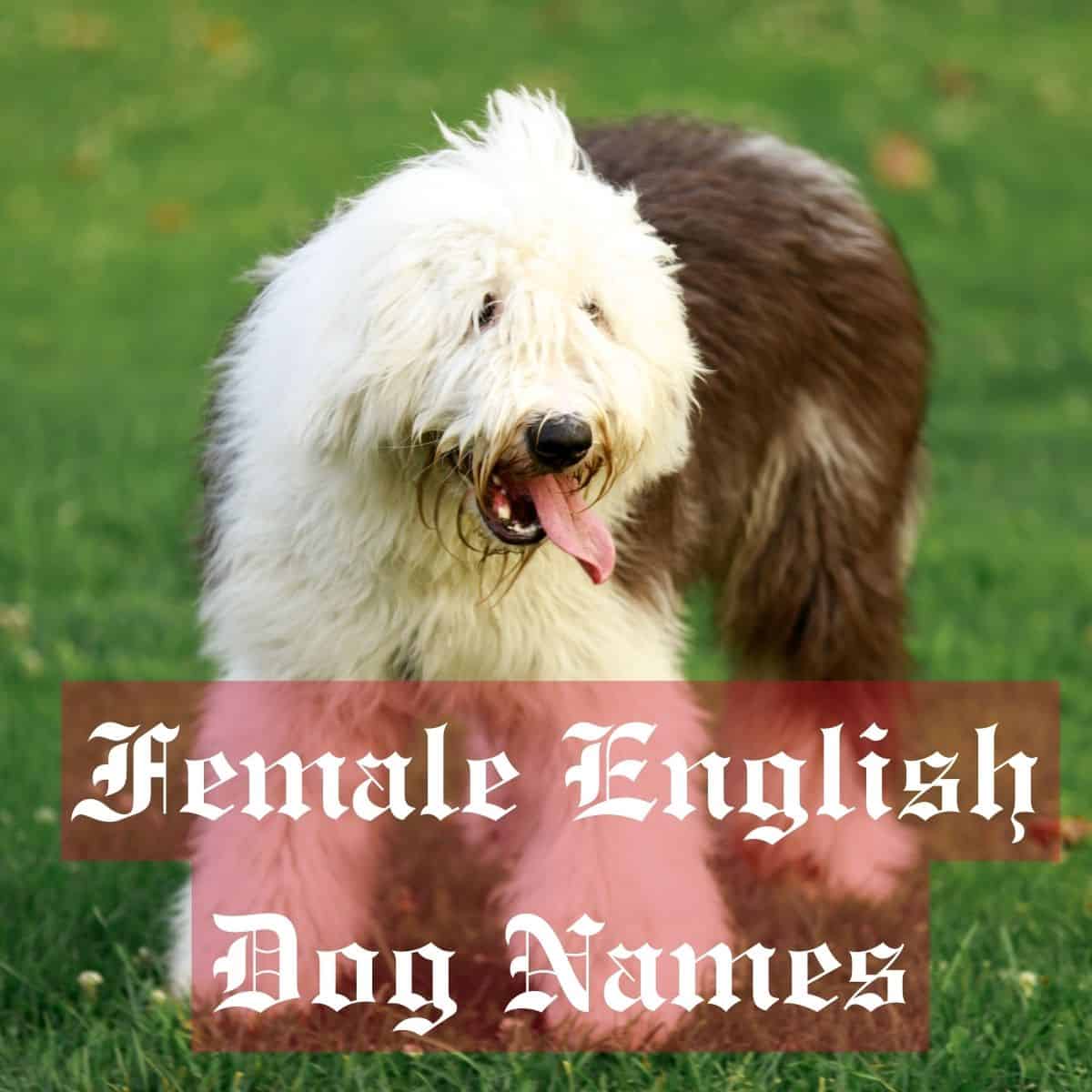 Female English Dog Names