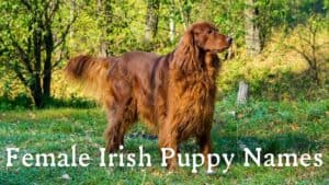 Female Irish Puppy Names