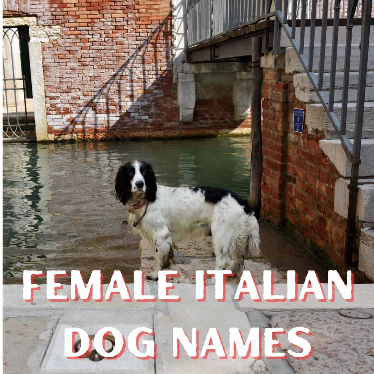 Female Italian Dog Names
