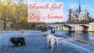 French Girl Dog Names