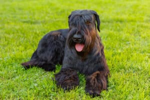 Male Black Dog Names with Meanings