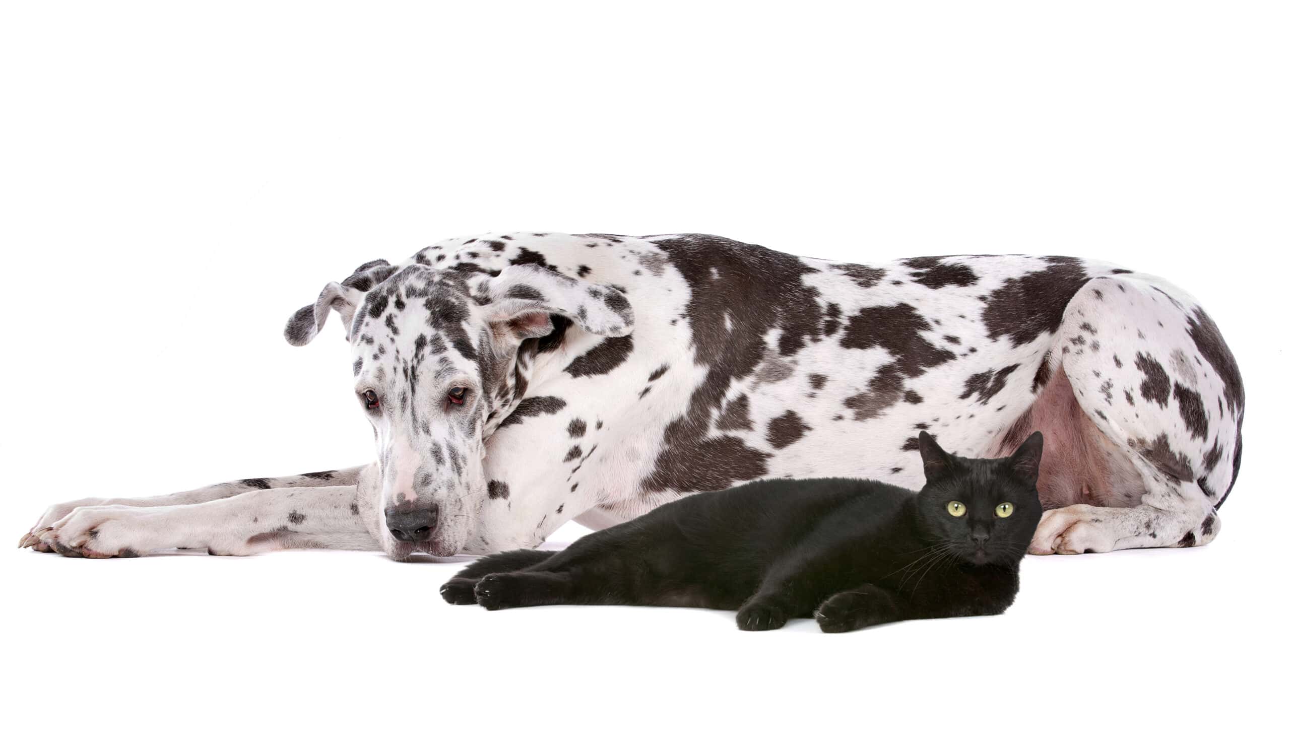 Great Dane and a black cat