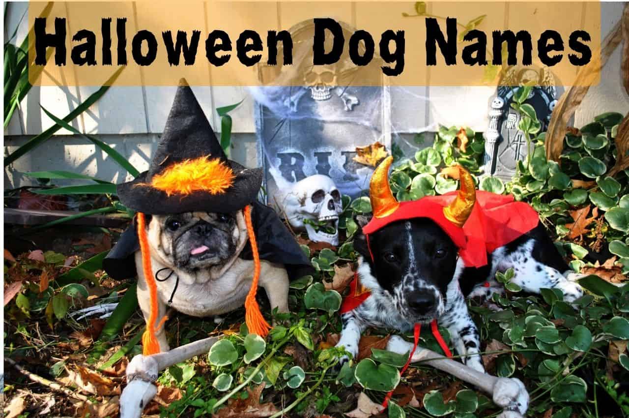Halloween Dog Names