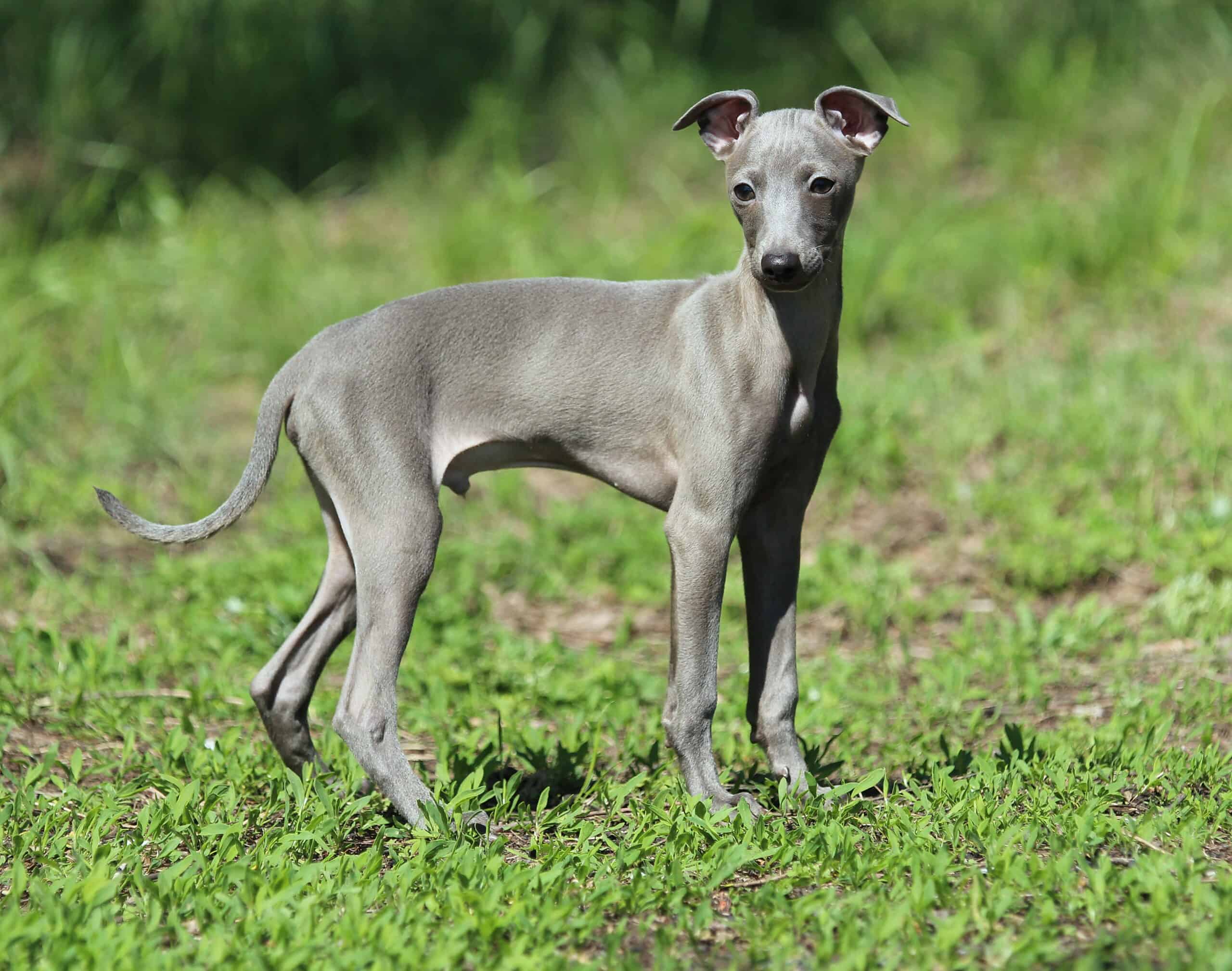 Italian Greyhound in the yard
