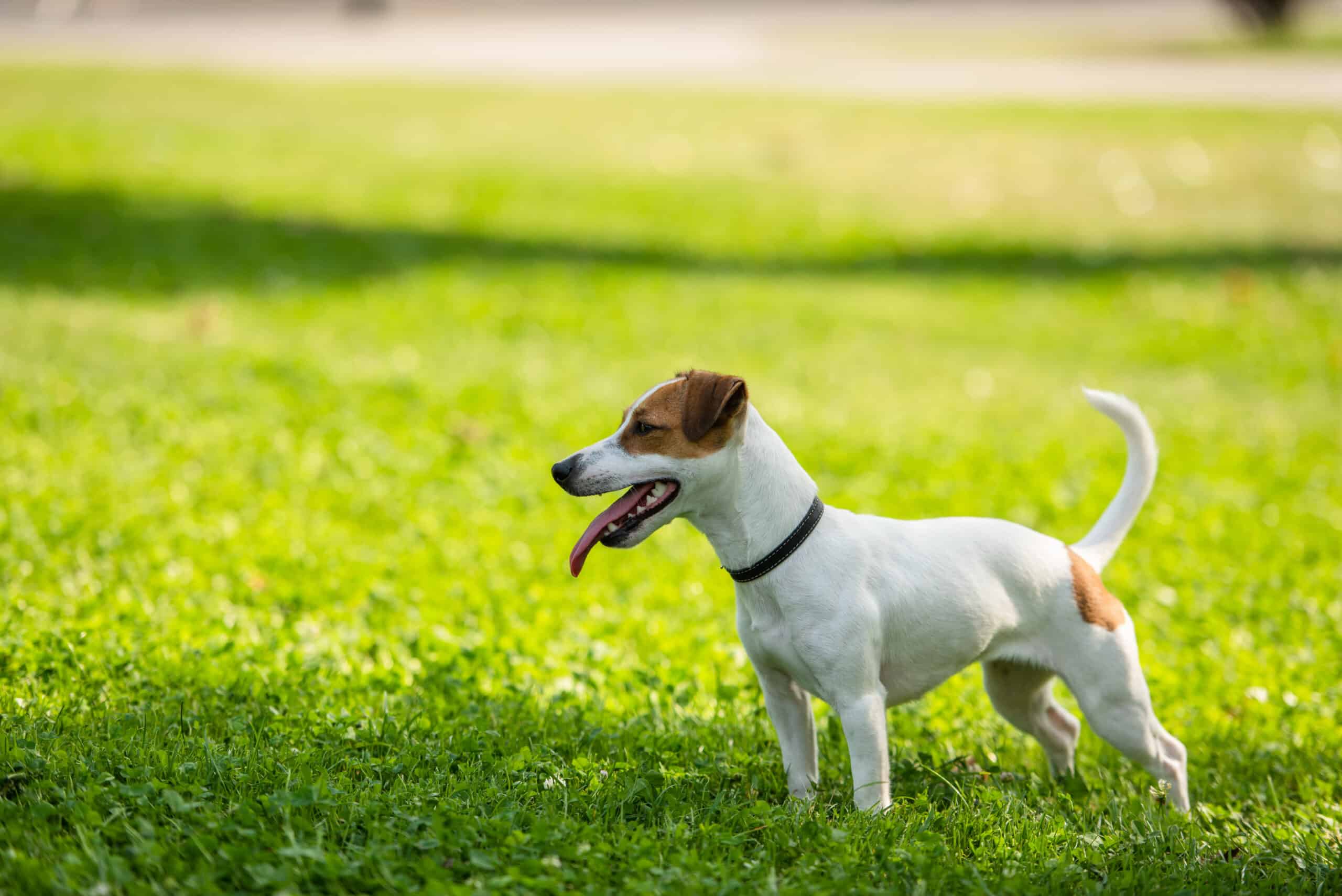 Jack Russell Terrier in the yard