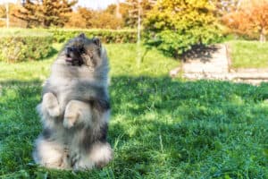 Keeshond in the park