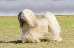 Lhasa Apso running in a field