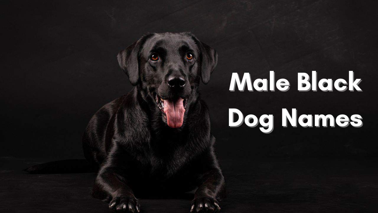 Male Black Dog Names