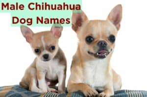 Male Chihuahua Dog Names