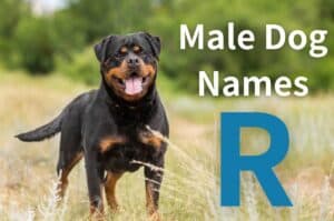 Male Dog Names That Start With R