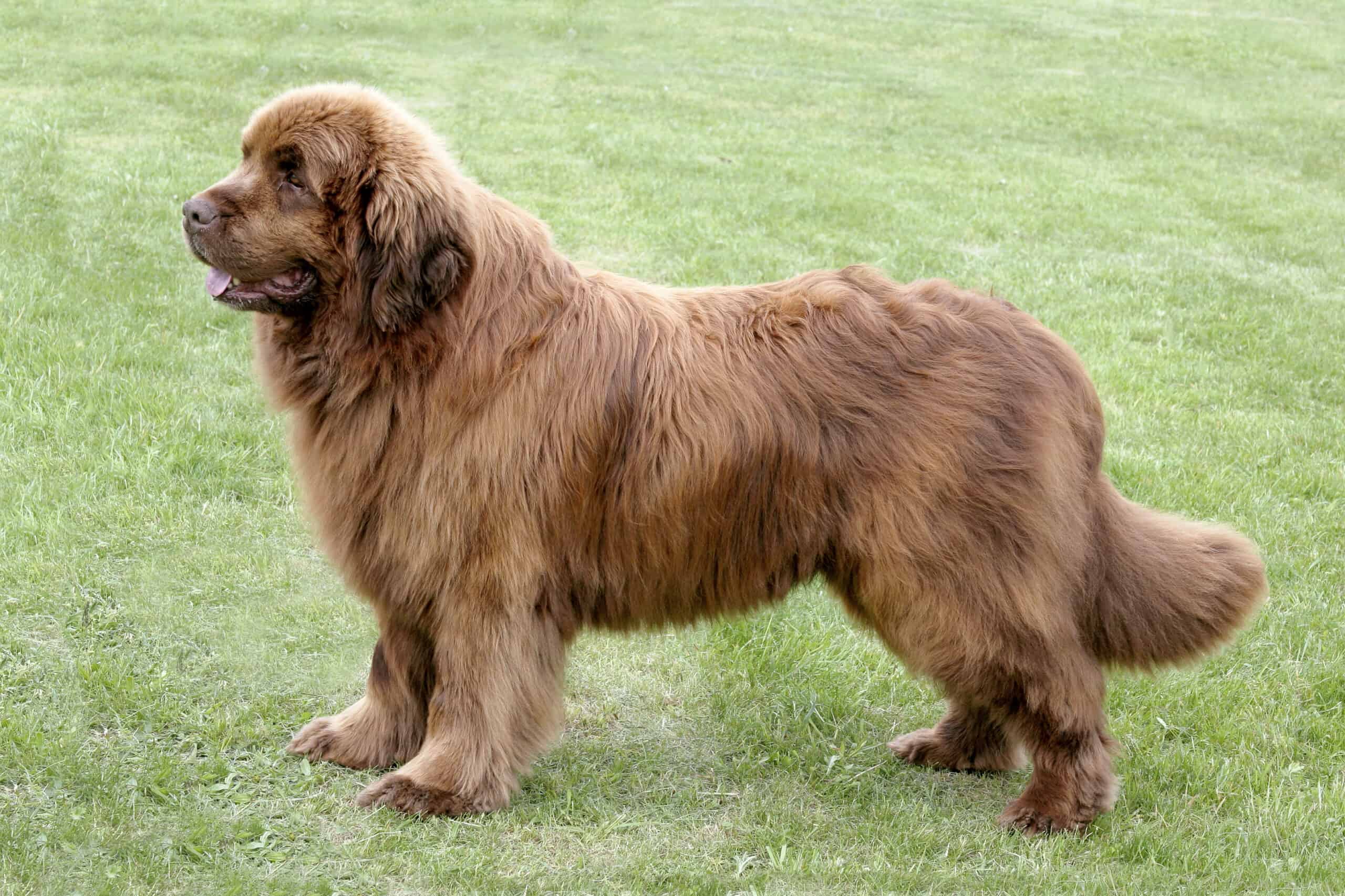 Brown Newfoundland dog