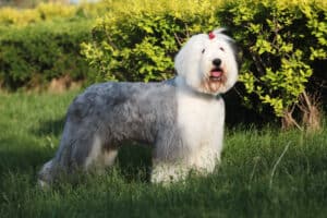 The Old English Sheep dog in the field