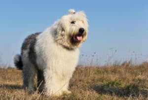 Old English Sheepdog in the field