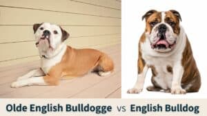 Olde English Bulldogge vs English Bulldog