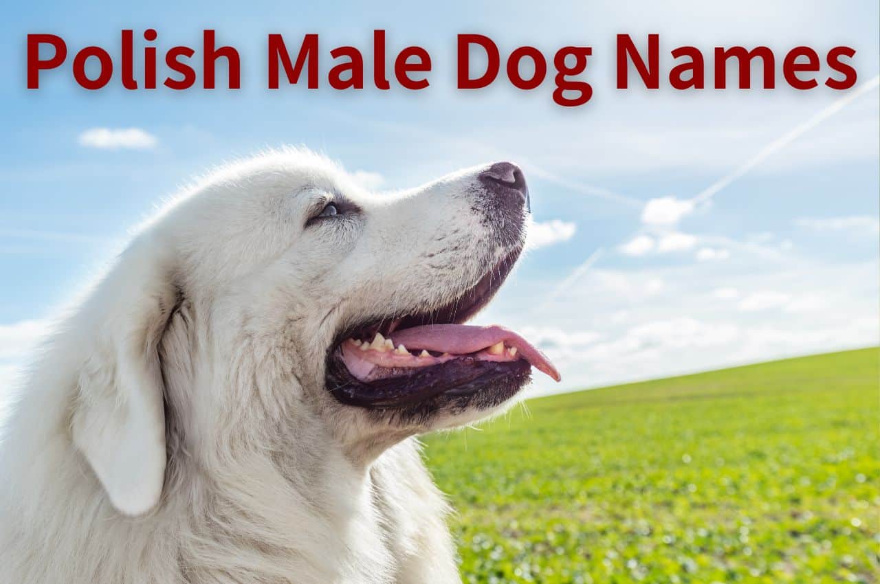 Polish Male Dog Names