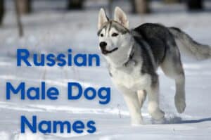 Russian Male Dog Names