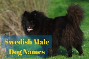 Swedish Male Dog Names