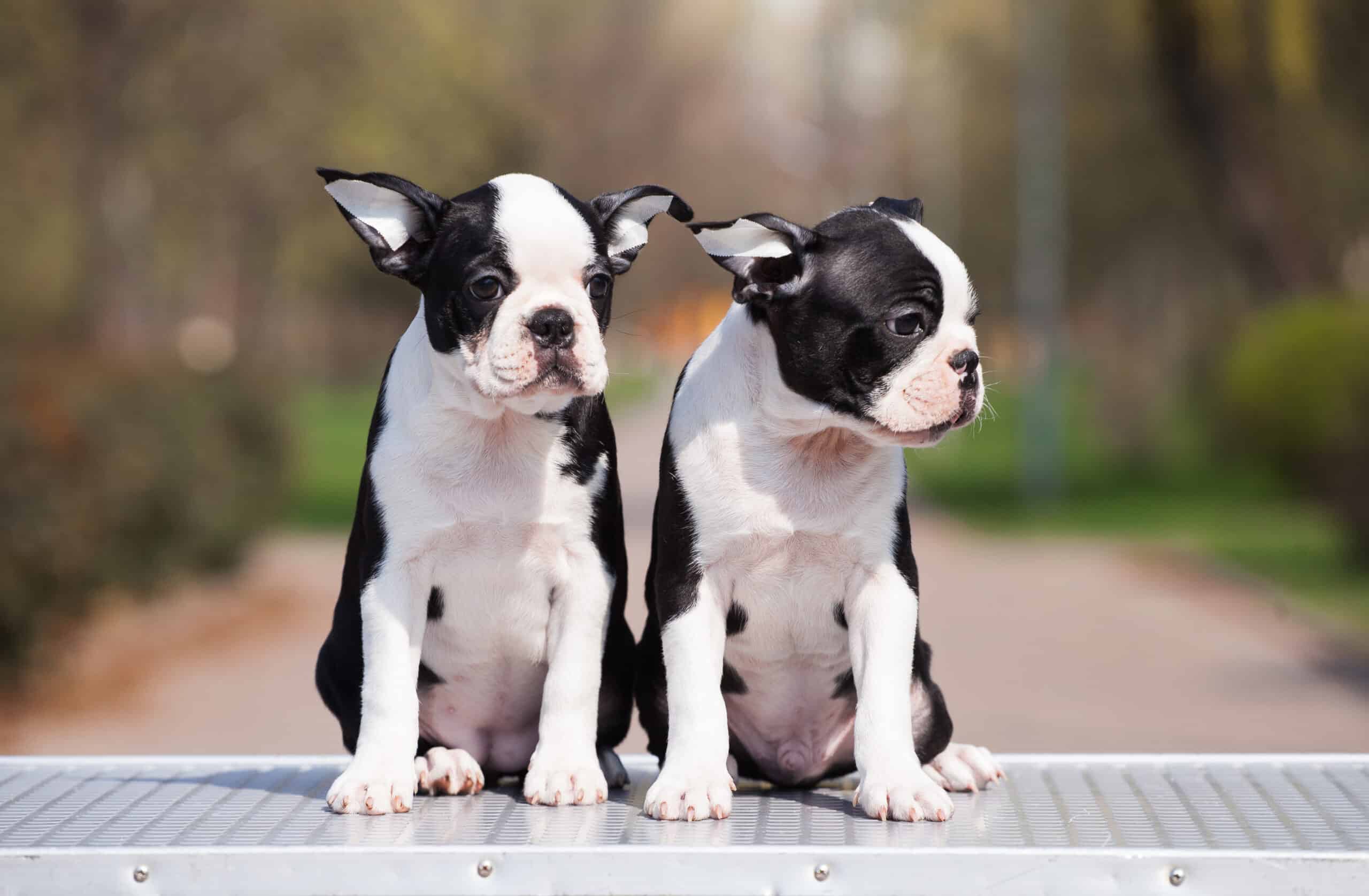 2 boston terrier puppies