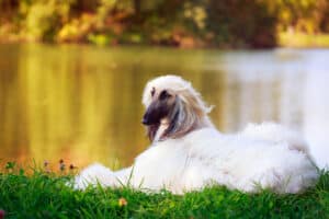 Afghan Hound at the park