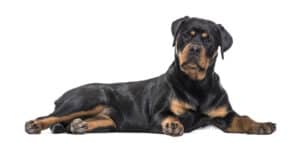 Are Rottweilers Dangerous