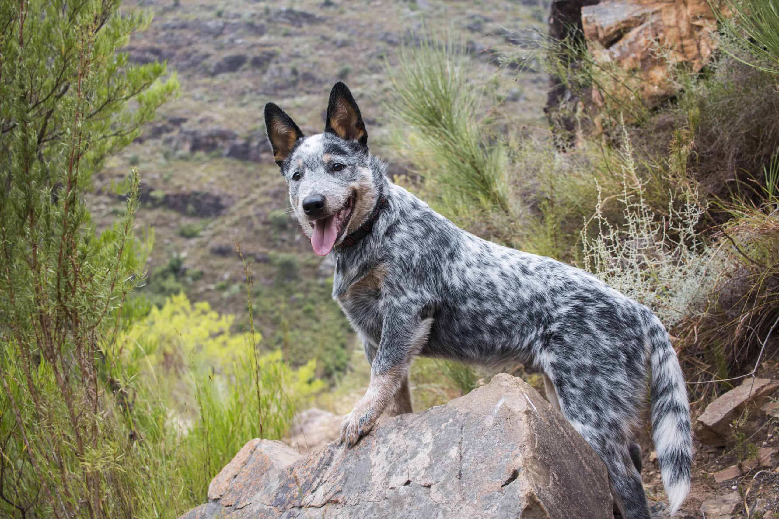 Are Blue Heelers prone to seizures?
