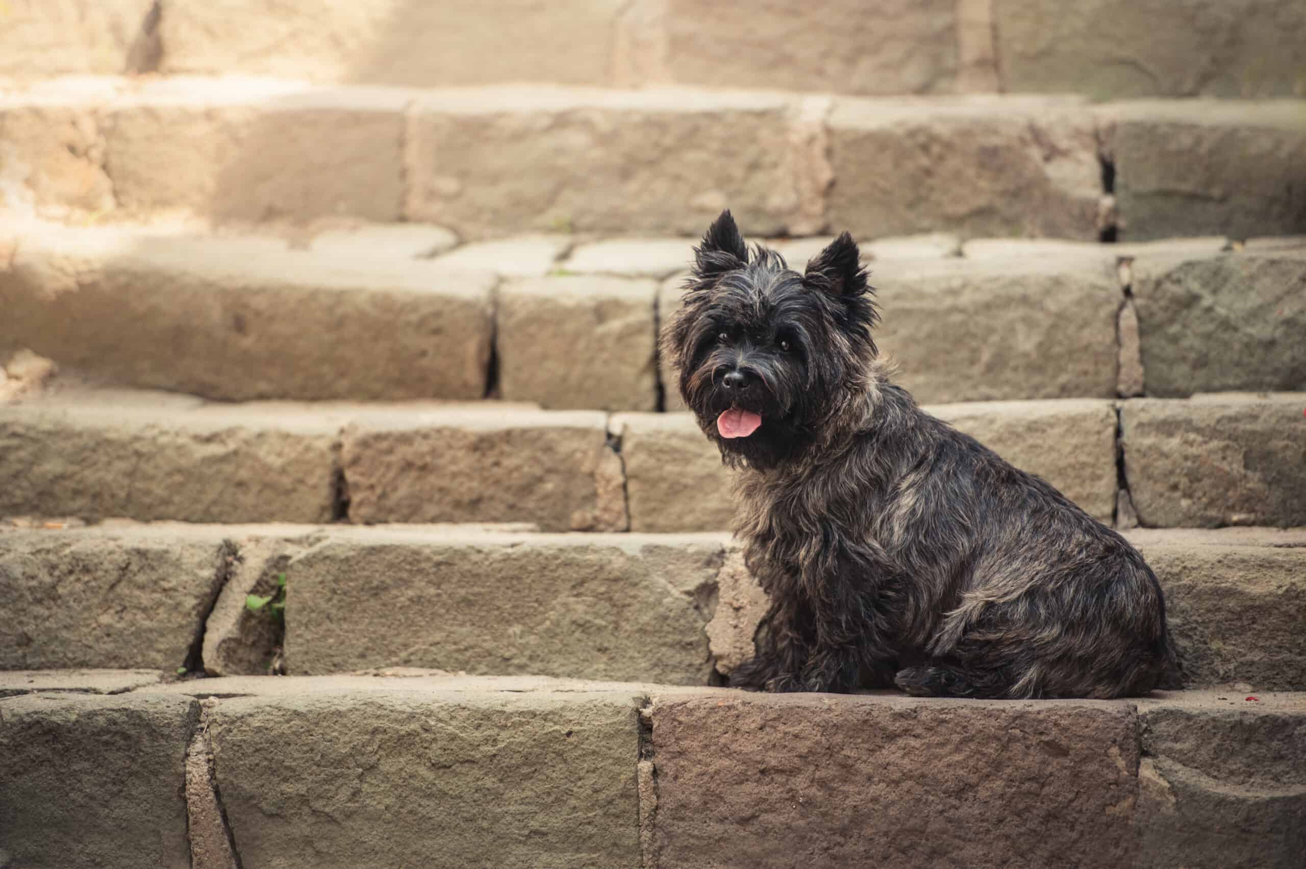 Cairn Terrier sitting at old staircase