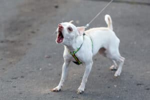 Can Dog Trainers Help with Barking?