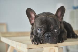 French Bulldog in house