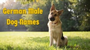 German Male Dog Names