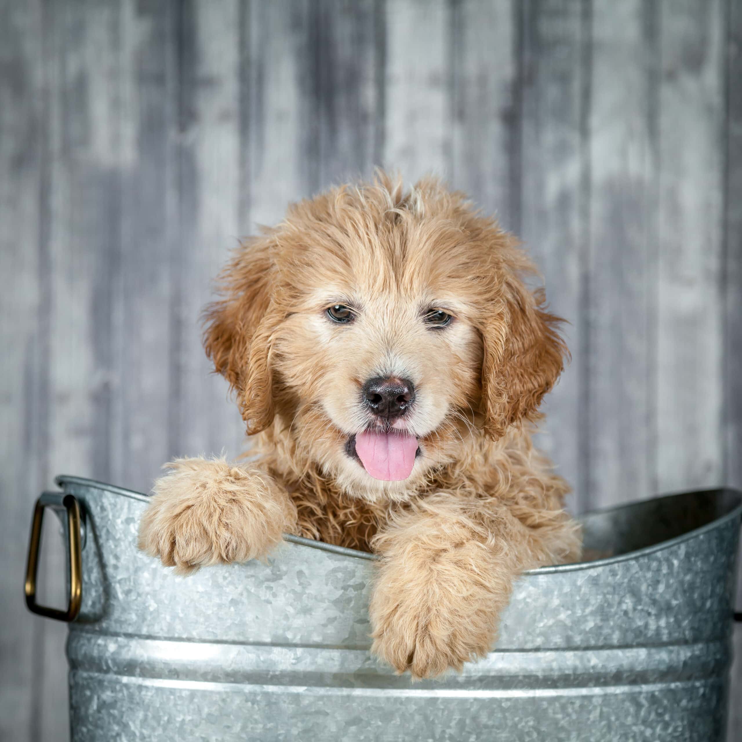 Goldendoodle puppy
