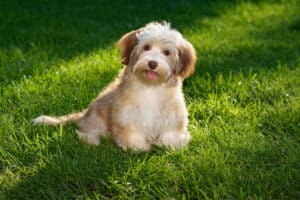 Happy chocolate colored havanese puppy in the grass