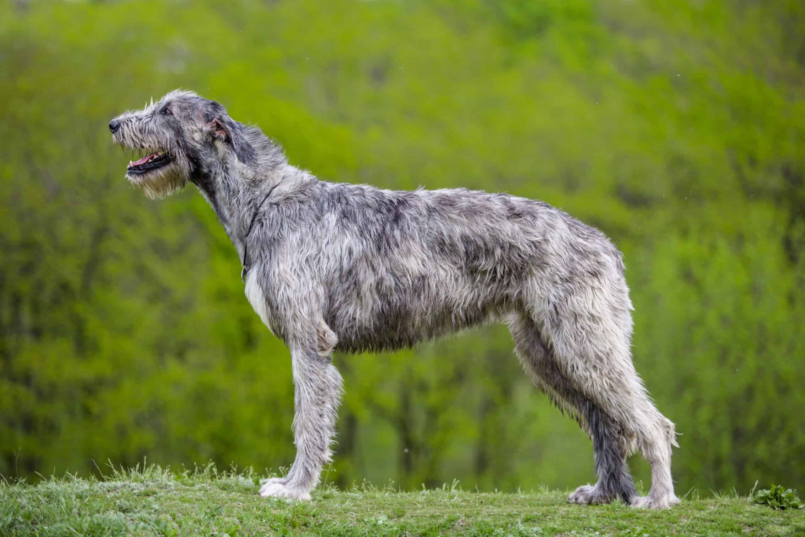 Irish Wolfhound in the grass