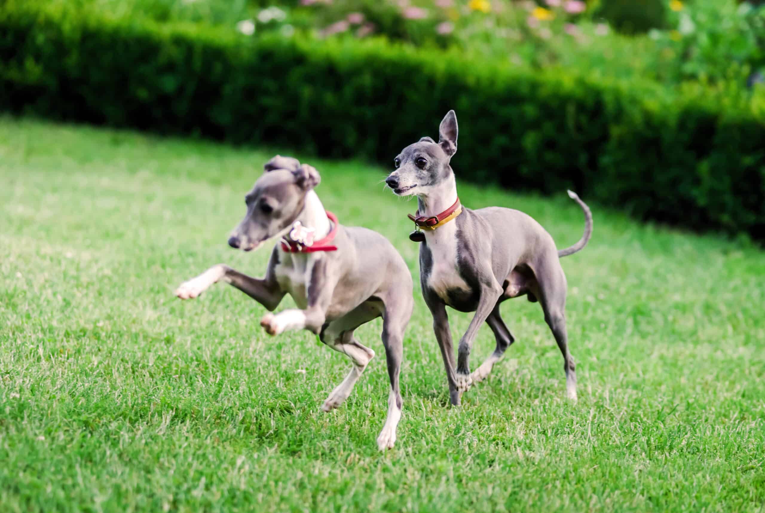 Italian Greyhounds playing in countryside park