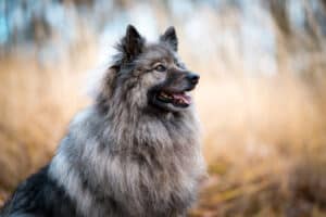 Keeshond Health Issues