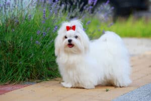 Maltese dog in garden
