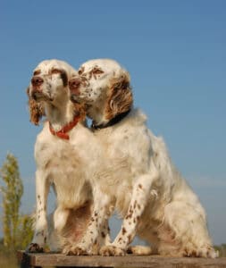 Pair of English Setters