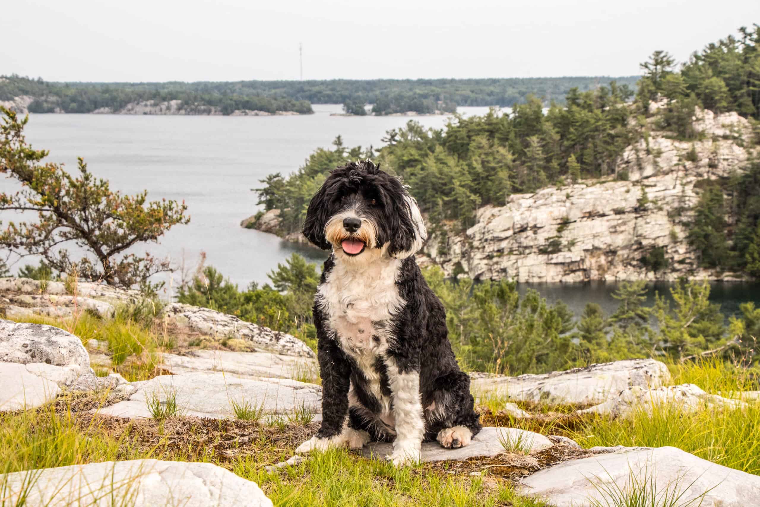 pros and cons of Portuguese Water Dogs