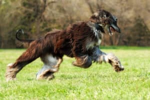 afghan hound lure coursing