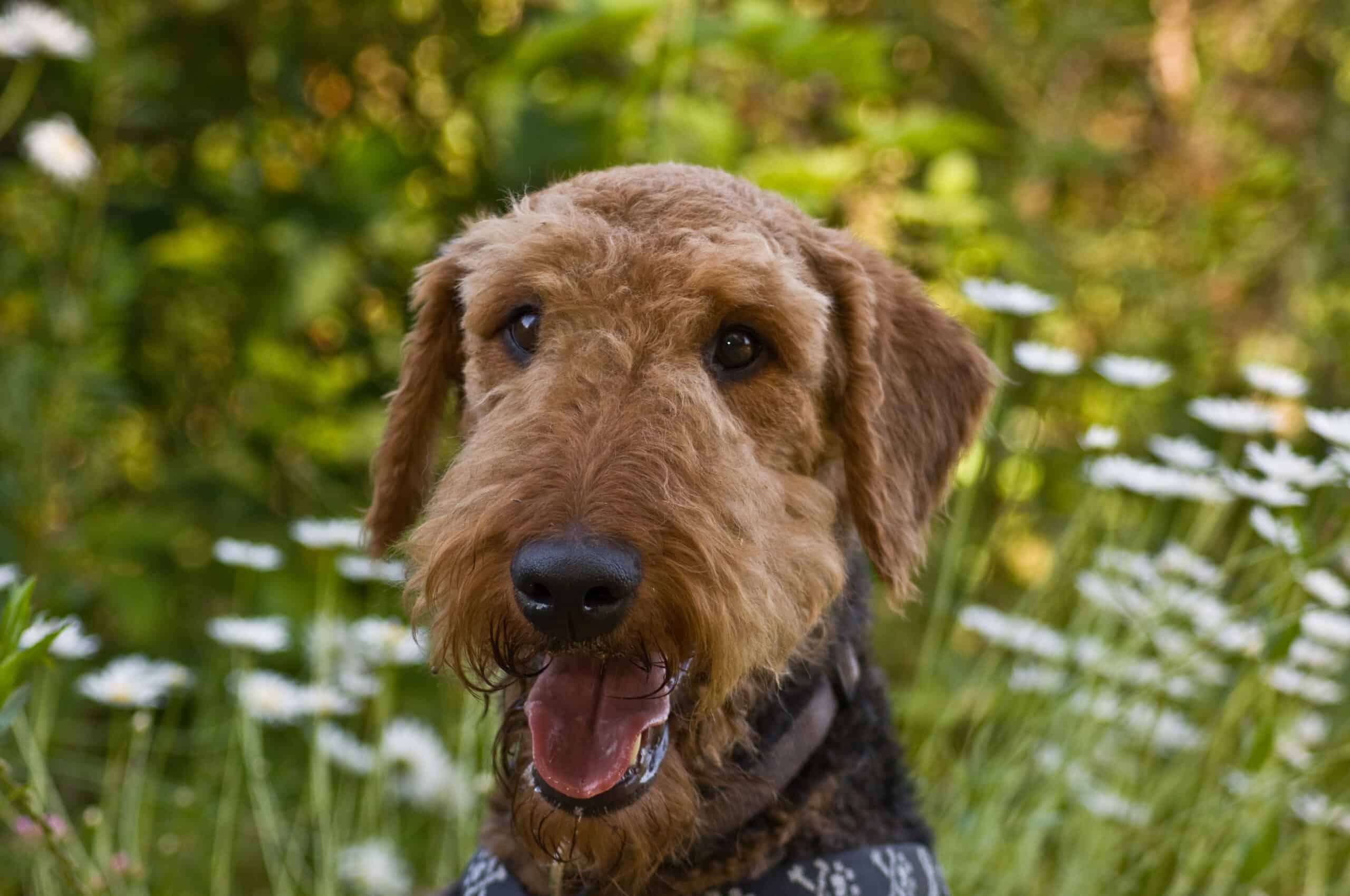 airedale terrier intelligence