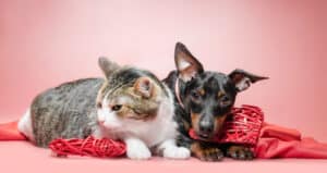 miniature pinscher puppy and cat