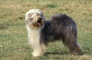 Bobtail Dog or Old English Sheepdog, Adult standing on Grass