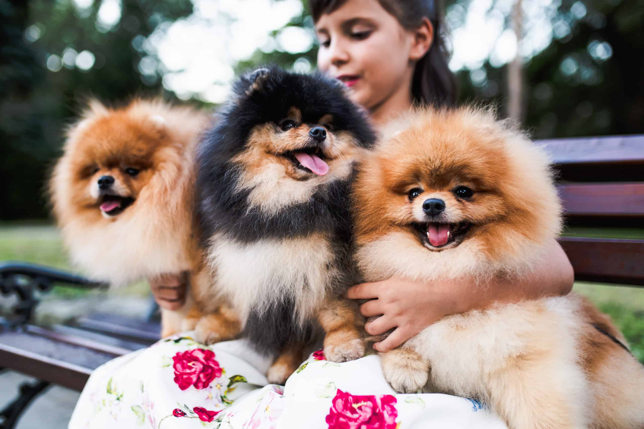 are pomeranians good with kids