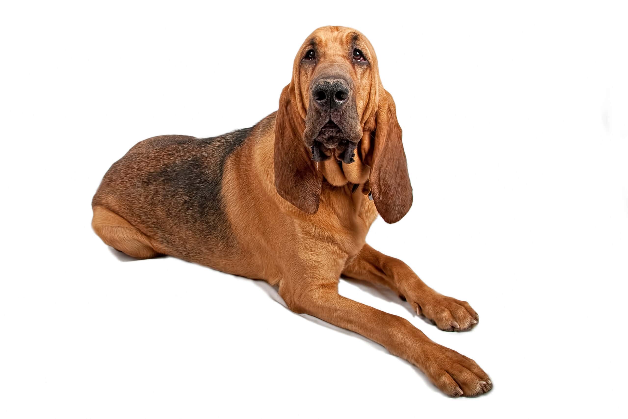 bloodhound relaxing