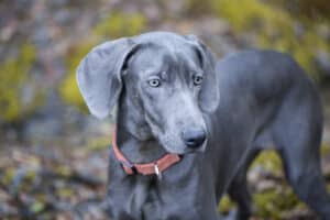 beautiful blue Weimaraner breed dog in nature