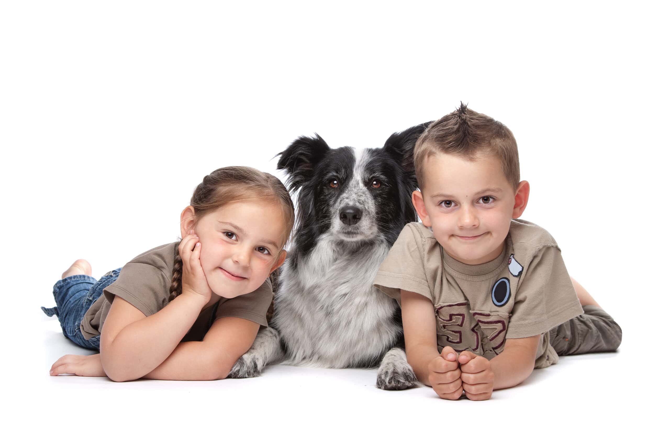 border collie with family