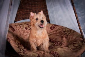 cairn terrier in dog bed