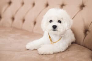 can bichon frise be left home alone